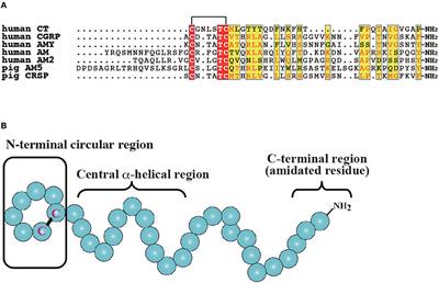 The Calcitonin/Calcitonin Gene-Related Peptide Family in Invertebrate Deuterostomes